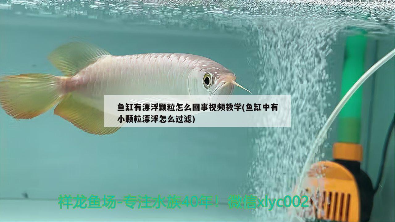 鱼缸有漂浮颗粒怎么回事视频教学(鱼缸中有小颗粒漂浮怎么过滤) 泰庞海鲢鱼