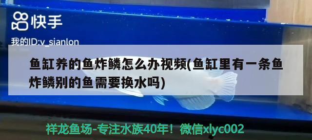 鱼缸养的鱼炸鳞怎么办视频(鱼缸里有一条鱼炸鳞别的鱼需要换水吗)