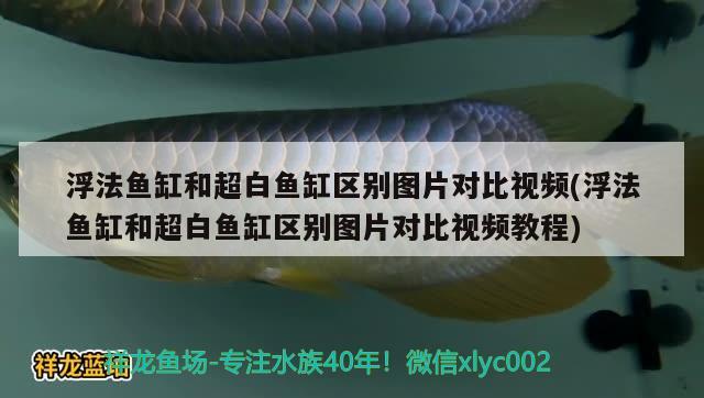 浮法鱼缸和超白鱼缸区别图片对比视频(浮法鱼缸和超白鱼缸区别图片对比视频教程)