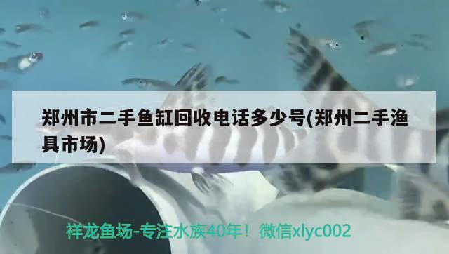 郑州市二手鱼缸回收电话多少号(郑州二手渔具市场) 祥龙进口元宝凤凰鱼