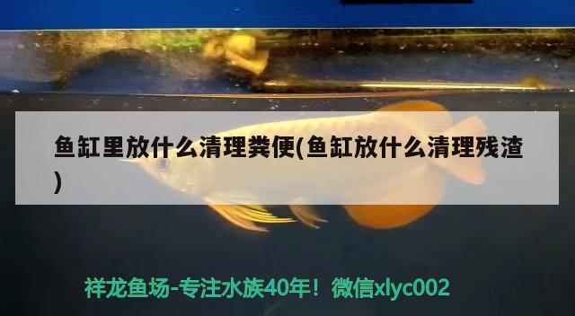 鱼缸里放什么清理粪便(鱼缸放什么清理残渣) 巴西亚鱼