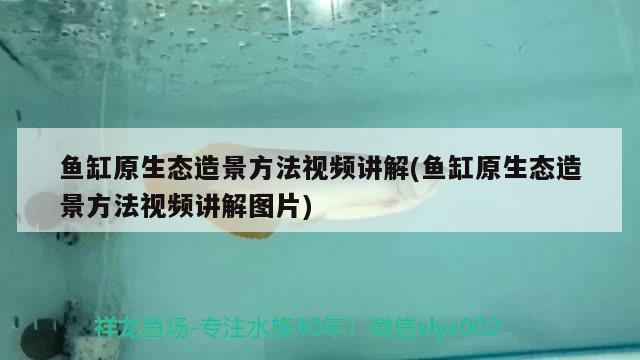 鱼缸原生态造景方法视频讲解(鱼缸原生态造景方法视频讲解图片) 帝王迷宫鱼