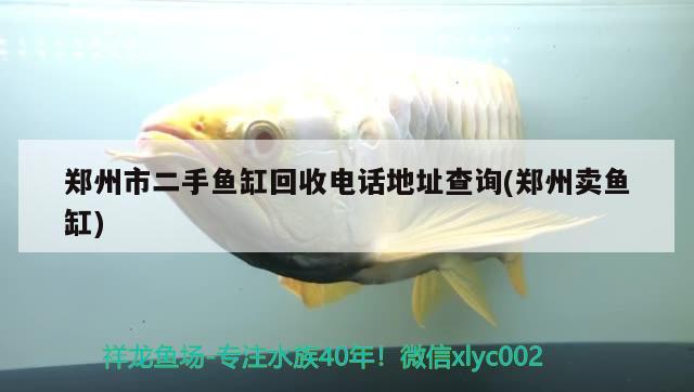 郑州市二手鱼缸回收电话地址查询(郑州卖鱼缸) 新加坡号半红龙鱼（练手级红龙鱼）