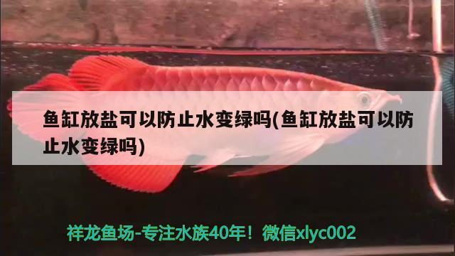 鱼缸放盐可以防止水变绿吗(鱼缸放盐可以防止水变绿吗)