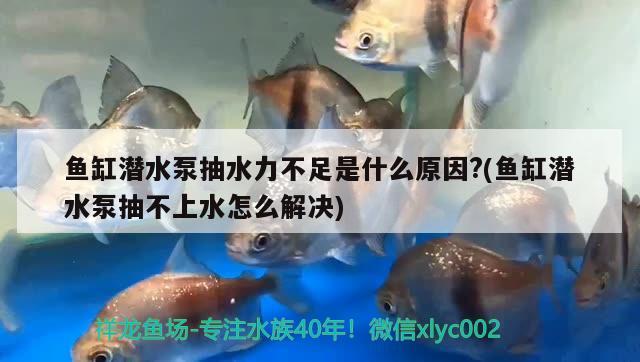 鱼缸潜水泵抽水力不足是什么原因?(鱼缸潜水泵抽不上水怎么解决) 萨伊蓝鱼