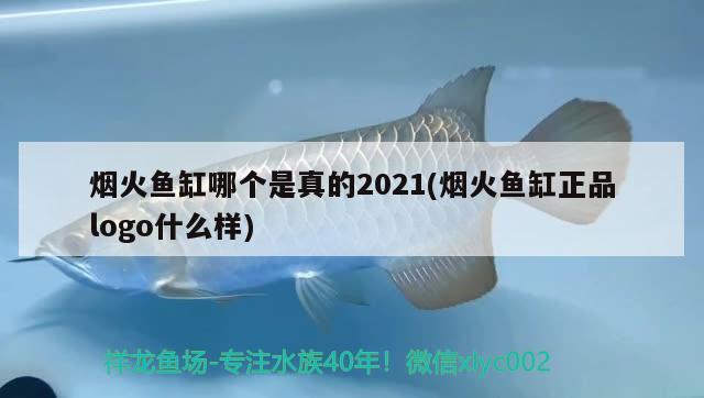 烟火鱼缸哪个是真的2021(烟火鱼缸正品logo什么样)