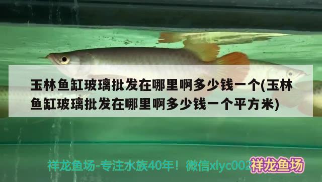 玉林鱼缸玻璃批发在哪里啊多少钱一个(玉林鱼缸玻璃批发在哪里啊多少钱一个平方米)