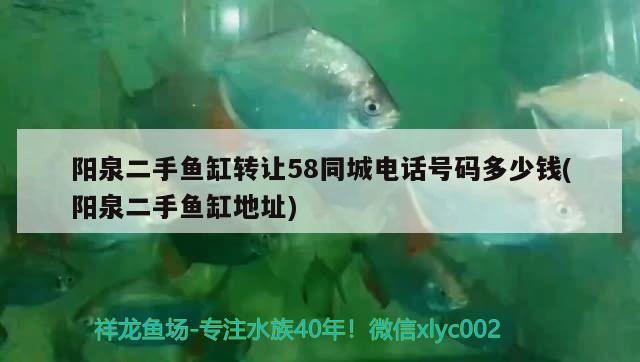 阳泉二手鱼缸转让58同城电话号码多少钱(阳泉二手鱼缸地址)