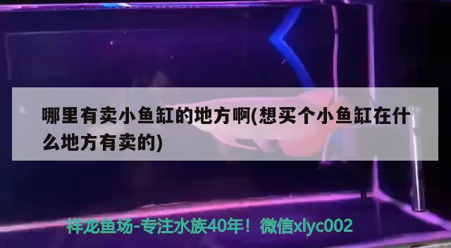 哪里有卖小鱼缸的地方啊(想买个小鱼缸在什么地方有卖的) 印尼四纹虎