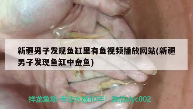 新疆男子发现鱼缸里有鱼视频播放网站(新疆男子发现鱼缸中金鱼) 红龙专用鱼粮饲料