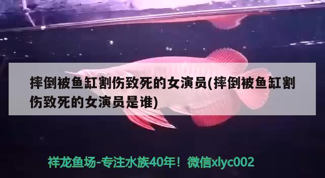 摔倒被鱼缸割伤致死的女演员(摔倒被鱼缸割伤致死的女演员是谁) 红魔王银版鱼