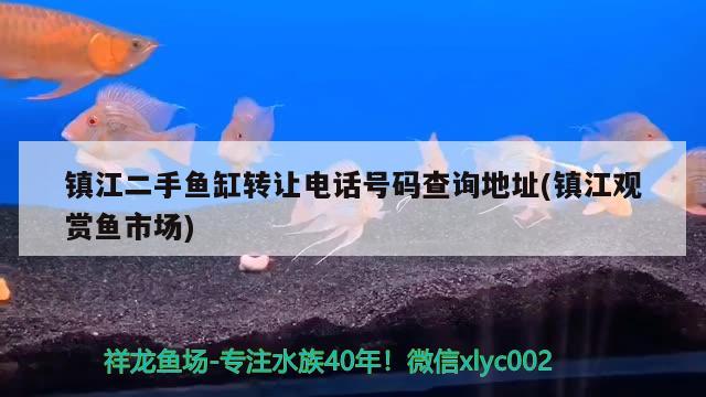 镇江二手鱼缸转让电话号码查询地址(镇江观赏鱼市场) 观赏鱼市场（混养鱼）