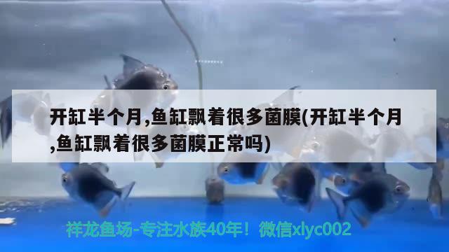 开缸半个月,鱼缸飘着很多菌膜(开缸半个月,鱼缸飘着很多菌膜正常吗) 红头利鱼