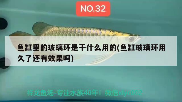 鱼缸里的玻璃环是干什么用的(鱼缸玻璃环用久了还有效果吗) 金老虎鱼