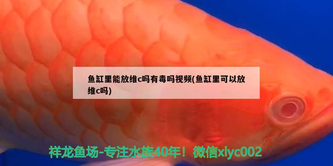 鱼缸里能放维c吗有毒吗视频(鱼缸里可以放维c吗)