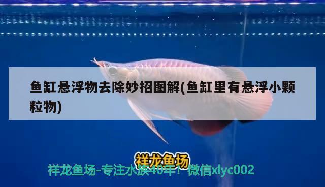 鱼缸悬浮物去除妙招图解(鱼缸里有悬浮小颗粒物) 祥龙鱼场