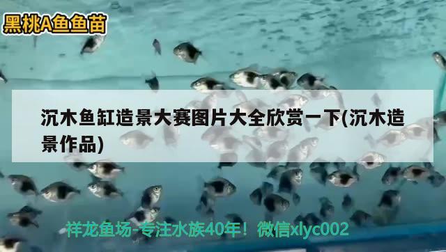 沉木鱼缸造景大赛图片大全欣赏一下(沉木造景作品) 印尼小红龙 第2张