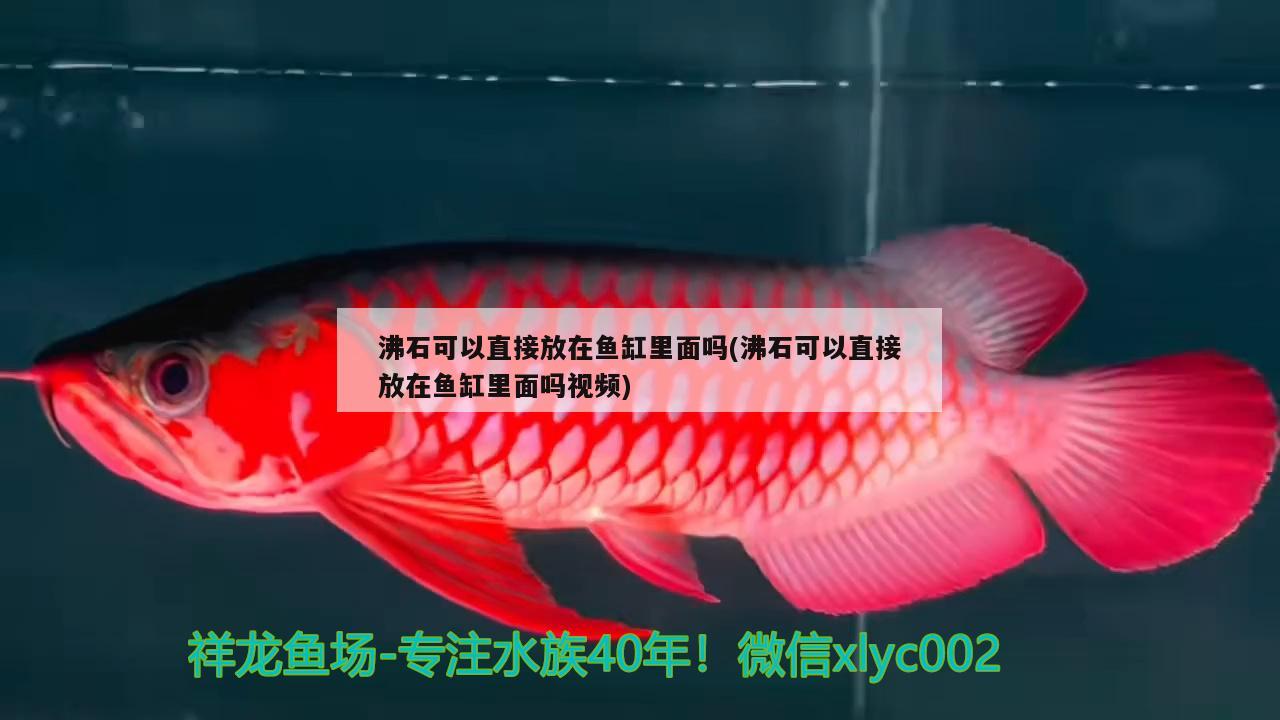 沸石可以直接放在鱼缸里面吗(沸石可以直接放在鱼缸里面吗视频) 金龙鱼粮