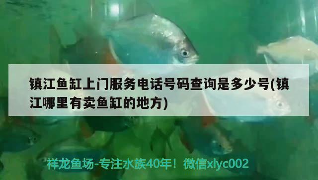 镇江鱼缸上门服务电话号码查询是多少号(镇江哪里有卖鱼缸的地方) 三间鼠鱼苗