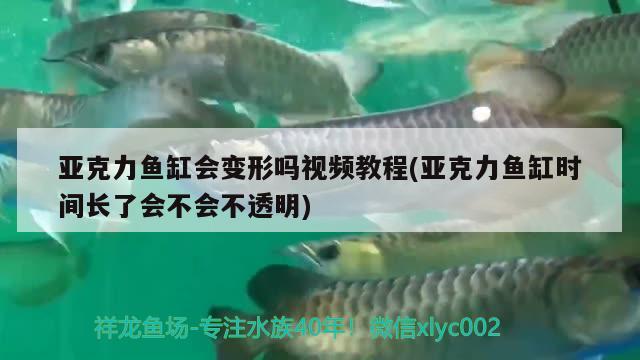 亚克力鱼缸会变形吗视频教程(亚克力鱼缸时间长了会不会不透明)