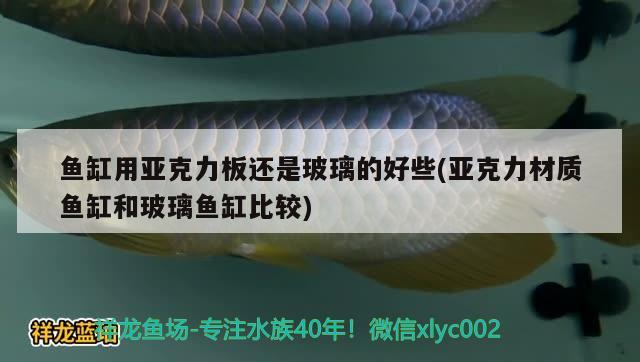 鱼缸用亚克力板还是玻璃的好些(亚克力材质鱼缸和玻璃鱼缸比较) 苏虎苗（苏门答腊虎鱼苗）