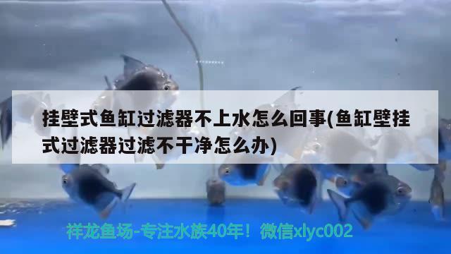 挂壁式鱼缸过滤器不上水怎么回事(鱼缸壁挂式过滤器过滤不干净怎么办) 粗线银版鱼苗