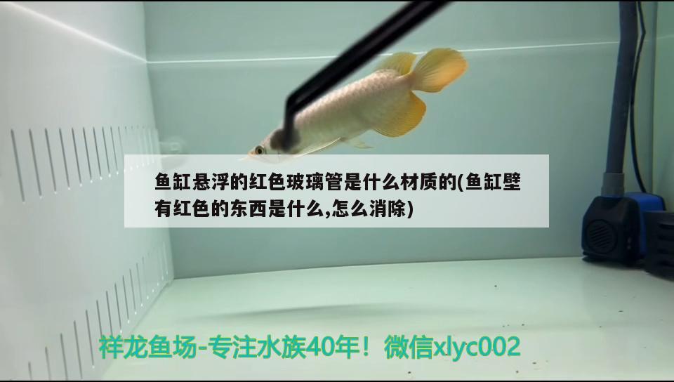 鱼缸悬浮的红色玻璃管是什么材质的(鱼缸壁有红色的东西是什么,怎么消除) 名贵锦鲤鱼