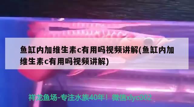 鱼缸内加维生素c有用吗视频讲解(鱼缸内加维生素c有用吗视频讲解)