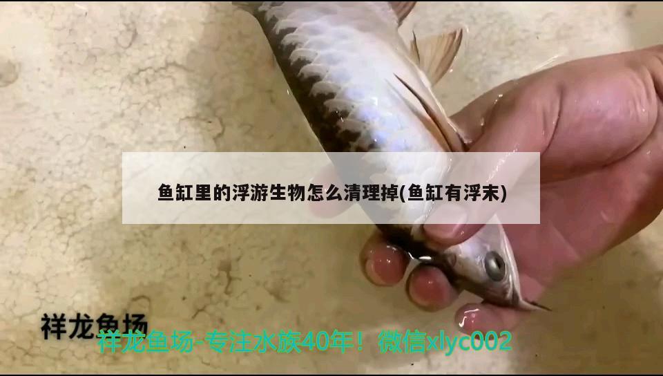 鱼缸里的浮游生物怎么清理掉(鱼缸有浮末) 委内瑞拉奥里诺三间鱼