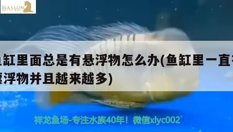 鱼缸里面总是有悬浮物怎么办(鱼缸里一直有漂浮物并且越来越多)