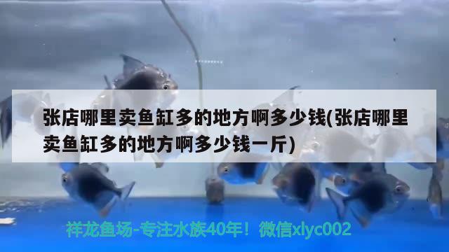 张店哪里卖鱼缸多的地方啊多少钱(张店哪里卖鱼缸多的地方啊多少钱一斤) 福满钻鱼