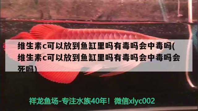 维生素c可以放到鱼缸里吗有毒吗会中毒吗(维生素c可以放到鱼缸里吗有毒吗会中毒吗会死吗)