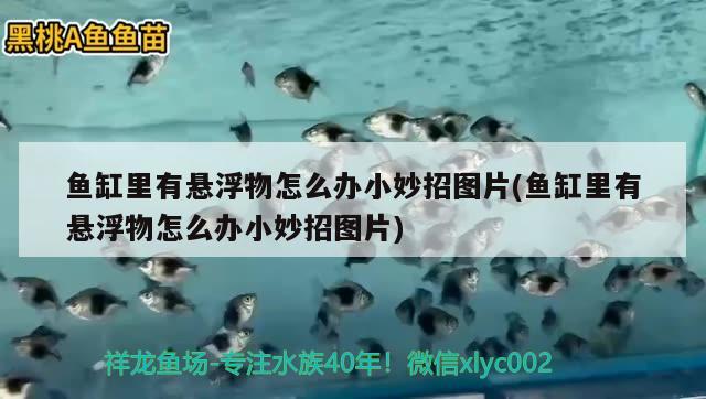 鱼缸里有悬浮物怎么办小妙招图片(鱼缸里有悬浮物怎么办小妙招图片) 龙鱼专用灯