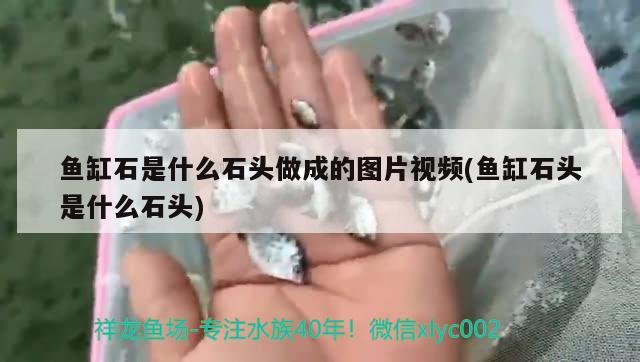 鱼缸石是什么石头做成的图片视频(鱼缸石头是什么石头) 斑马狗头鱼