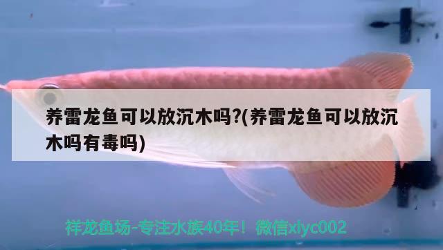 养雷龙鱼可以放沉木吗?(养雷龙鱼可以放沉木吗有毒吗) 月光鸭嘴鱼苗