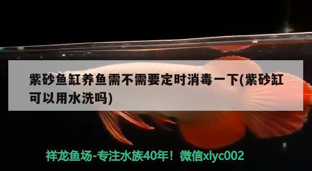 紫砂鱼缸养鱼需不需要定时消毒一下(紫砂缸可以用水洗吗) 翡翠凤凰鱼