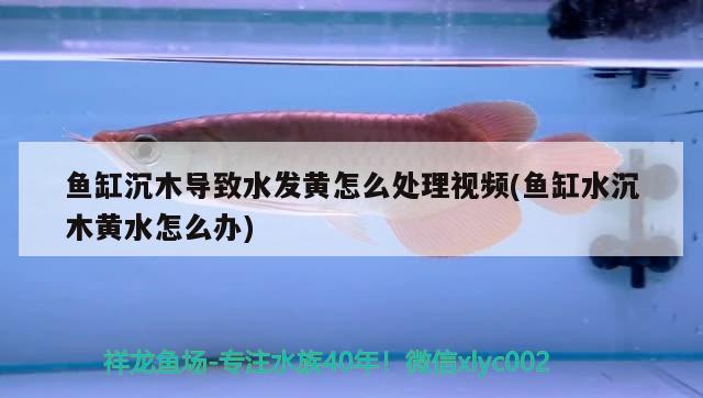 鱼缸沉木导致水发黄怎么处理视频(鱼缸水沉木黄水怎么办) 翡翠凤凰鱼