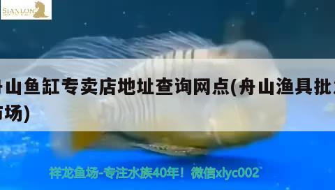 舟山鱼缸专卖店地址查询网点(舟山渔具批发市场) 祥龙超血红龙鱼