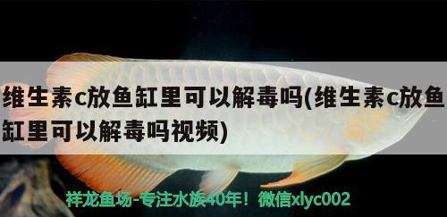 维生素c放鱼缸里可以解毒吗(维生素c放鱼缸里可以解毒吗视频)