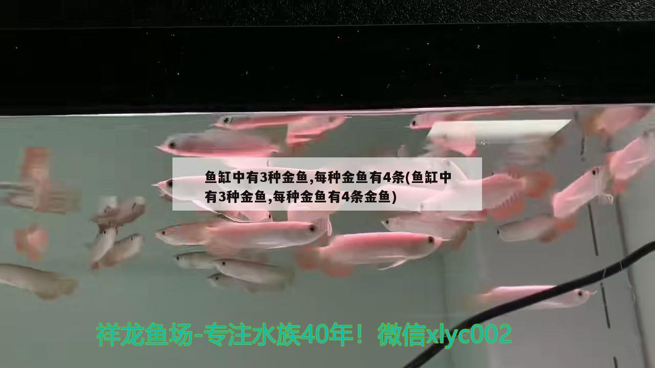 鱼缸中有3种金鱼,每种金鱼有4条(鱼缸中有3种金鱼,每种金鱼有4条金鱼)