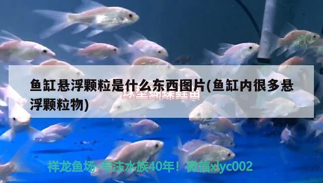 鱼缸悬浮颗粒是什么东西图片(鱼缸内很多悬浮颗粒物)