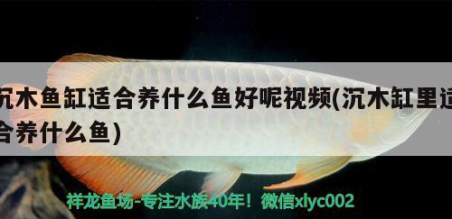 沉木鱼缸适合养什么鱼好呢视频(沉木缸里适合养什么鱼)