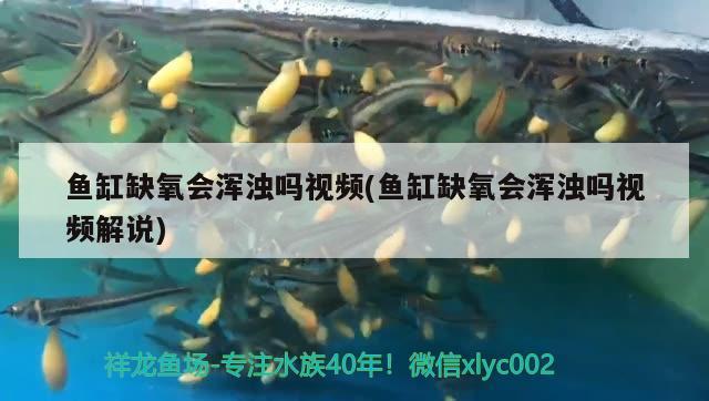 鱼缸缺氧会浑浊吗视频(鱼缸缺氧会浑浊吗视频解说) 鱼缸净水剂