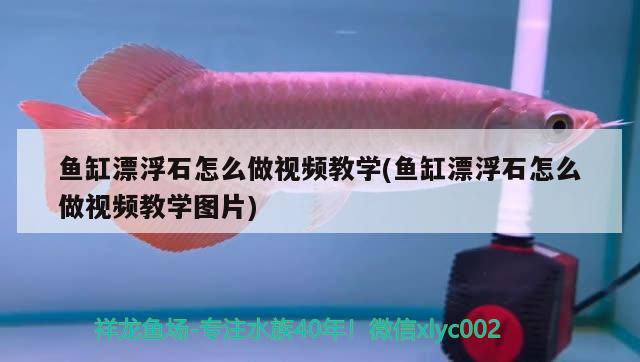 鱼缸漂浮石怎么做视频教学(鱼缸漂浮石怎么做视频教学图片)