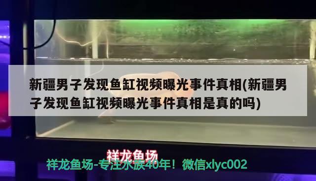 新疆男子发现鱼缸视频曝光事件真相(新疆男子发现鱼缸视频曝光事件真相是真的吗) 养鱼知识