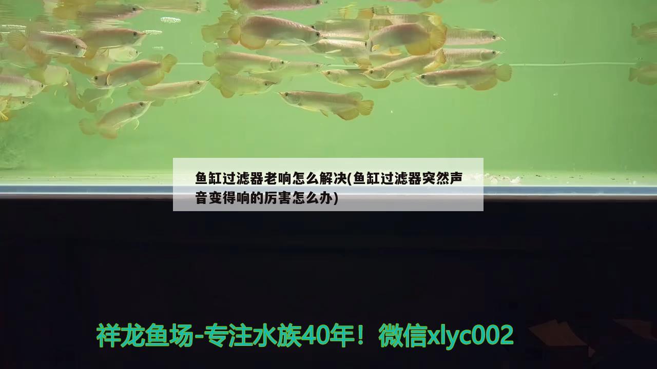 鱼缸过滤器老响怎么解决(鱼缸过滤器突然声音变得响的厉害怎么办)