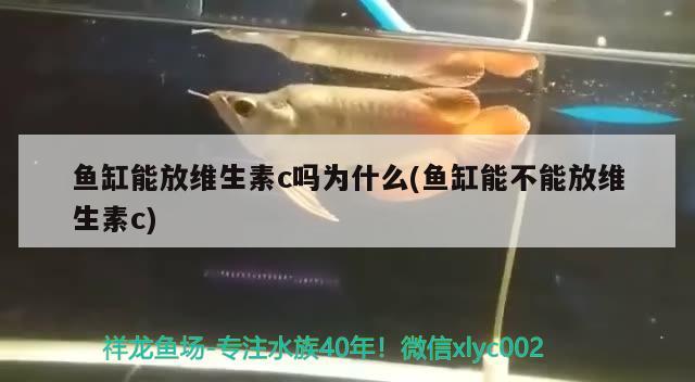 鱼缸能放维生素c吗为什么(鱼缸能不能放维生素c)