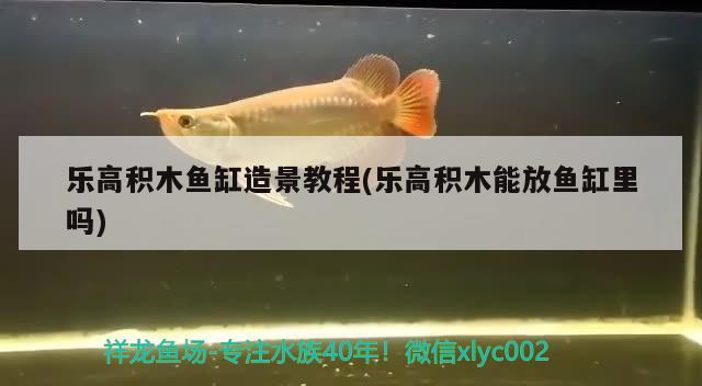 乐高积木鱼缸造景教程(乐高积木能放鱼缸里吗)