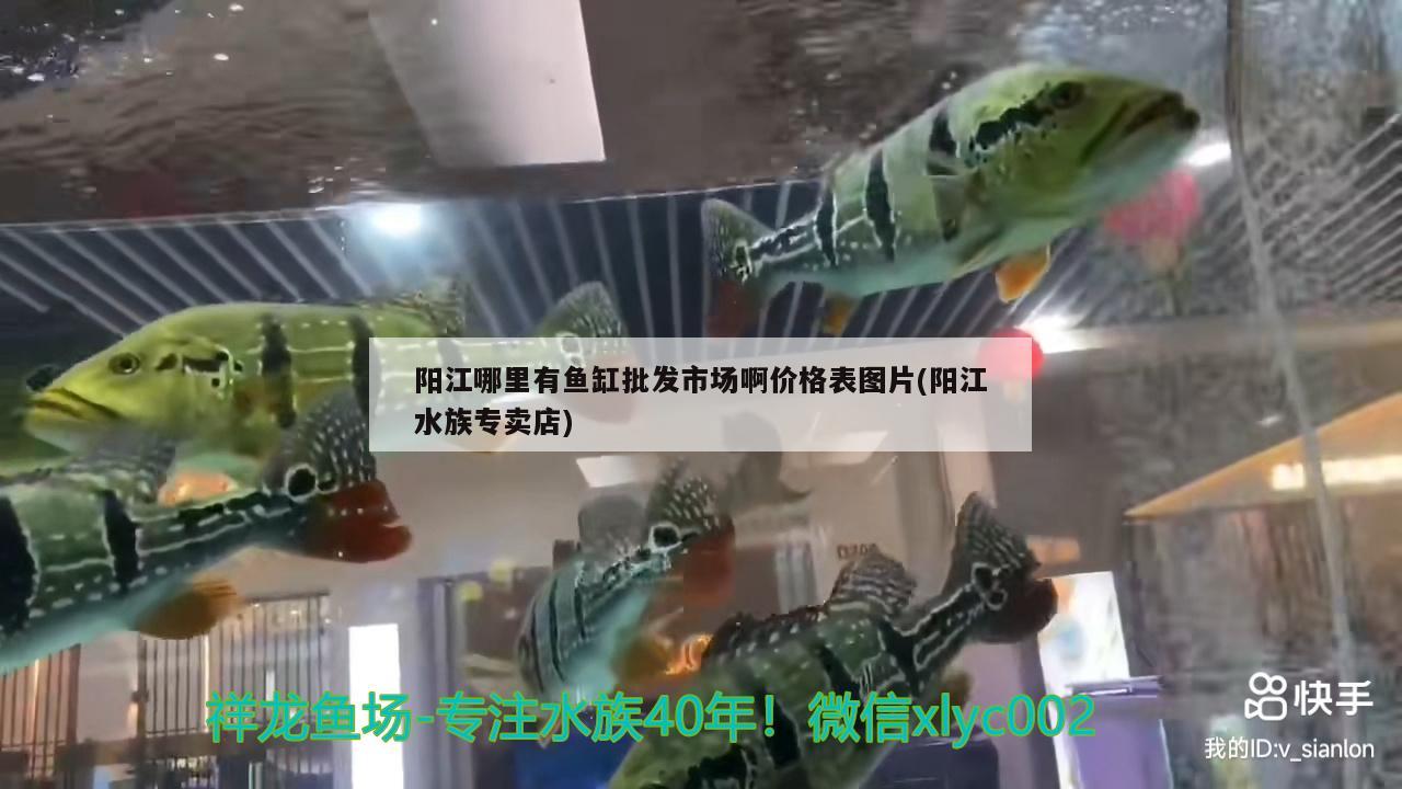 阳江哪里有鱼缸批发市场啊价格表图片(阳江水族专卖店)