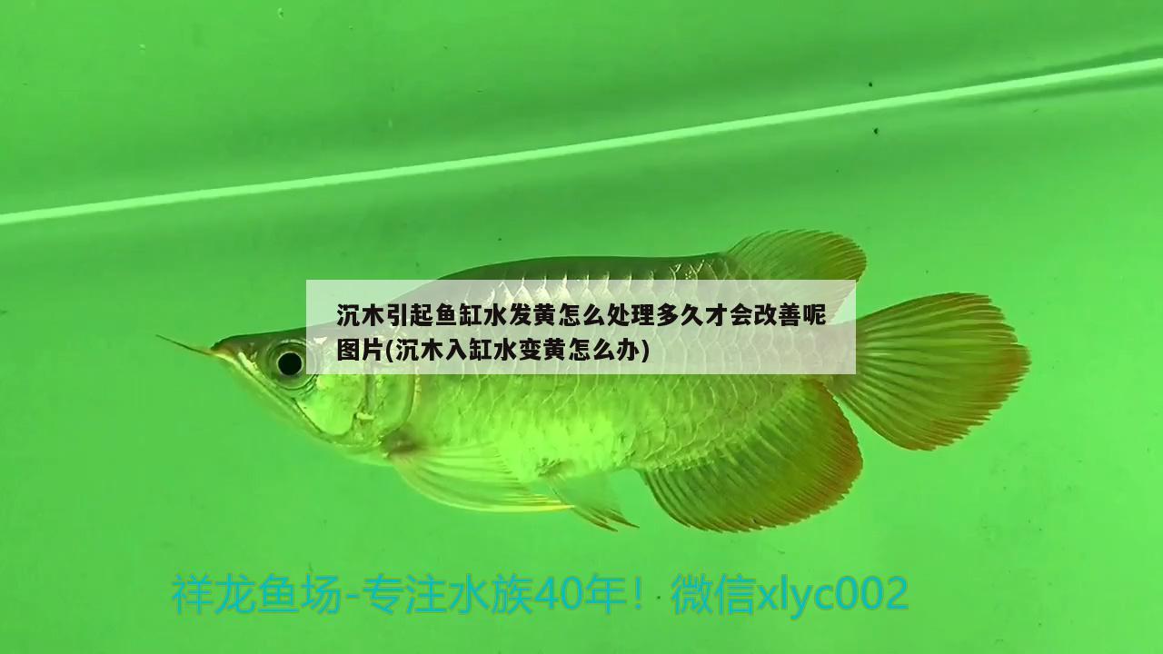 沉木引起鱼缸水发黄怎么处理多久才会改善呢图片(沉木入缸水变黄怎么办)